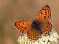 Lycaena candens (Ateşbakırgüzeli)